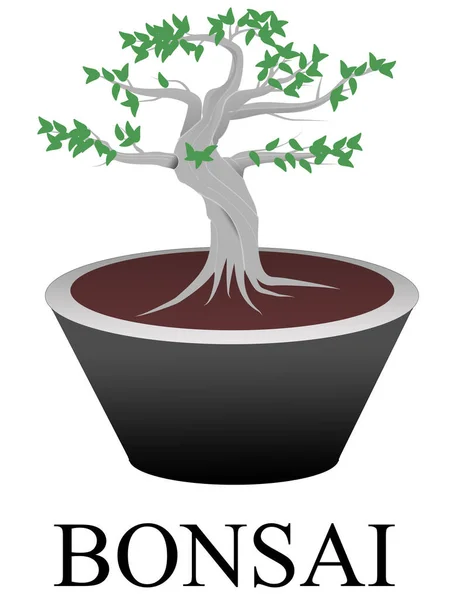 Doniczkowy Bonsai Roślina Odizolowana Białym Tle — Wektor stockowy