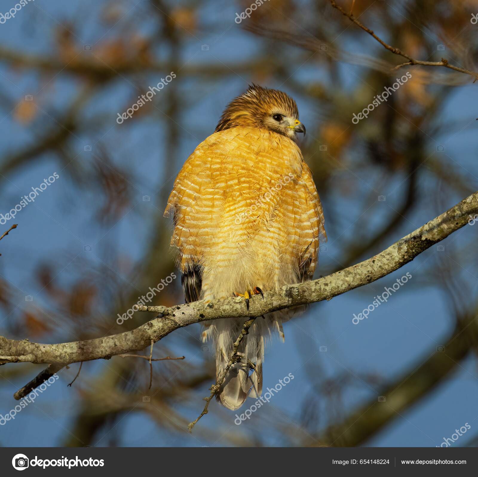 一只红头鹰的特写镜头它栖息在从背后捕获的树枝上——图库图片© wirestock_creators #654148224