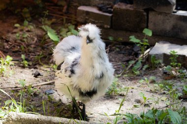 Sonbaharda Güney Almanya 'da bir çiftlikte Silkie' nin yakın çekimi.