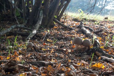 Yenilebilir manita rubescens, ormandaki yapraklarda yetişen kızarık mantar.