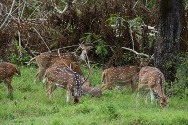 Kuzeyli bir benekli geyik sürüsü dışarıda otluyor.