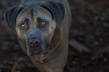 Bahçedeki Cane Corso 'nun güzel bir yakın çekimi.
