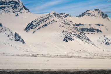 Mavi tepeli, karla kaplı bir dağ sırası ve Norveç, Svalbard 'da buzun üzerinde yürüyen bir kutup ayısı.