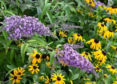 Mor Buddleia 'ya yakın çekim, Kelebek çalısı çiçekli bitki ve sarı rudbeckia çiçekli başlıklar