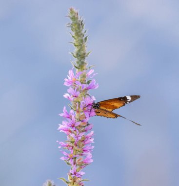 Pembe bir çiçekten nektar toplayan turuncu bir kelebeğin yakın çekimi.