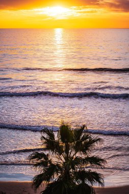 Güneş doğarken etrafı denizle çevrili bir sahildeki palmiye ağacının dikey görüntüsü.