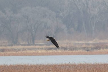 Kel bir kartal, uçuş sırasında Haliaeetus leucocephalus..