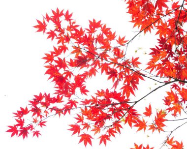 Beyaz arka planda parlak kırmızı Japon akçaağaç yaprakları var. Acer palmatum.