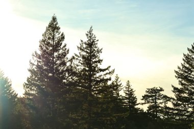 Sakin ormanda güneşin doğuşunun manzarası.