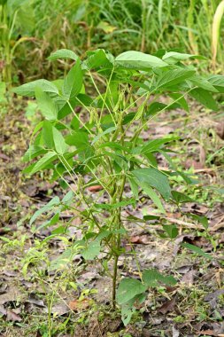 Bahçesinde yeşil yapraklar olan bir bitkinin yakın çekimi.