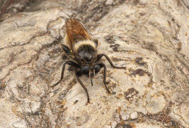 Yaban arısı soyguncusu sineğinin (Laphria flava) yere yakın çekimi