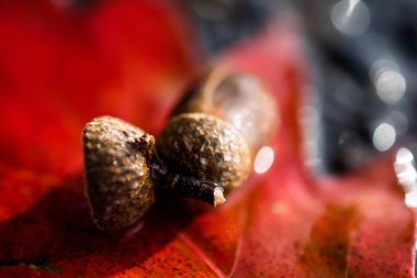 Bulanık arkaplanda kırmızı bir yaprak üzerine konmuş meşe palamudu kapaklarının yakın plan çekimi.