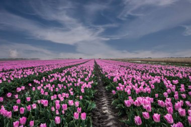 Bahçede açan pembe lalelerin yakın plan çekimi.