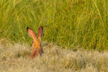 Yabani bir tavşan (Lepus saxatilis) çimenlerde bir şey izliyor.