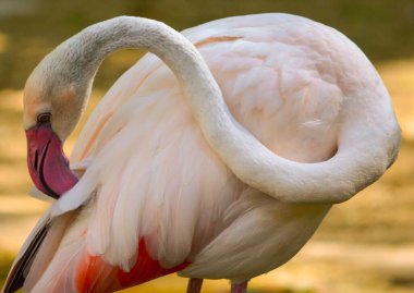 Preening Flamingo 'nun yakın plan çekimi.