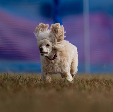 Beyaz minyatür bir kanişin renkli arka planda yeşil çimlerin üzerinde koşuşunun komik bir görüntüsü.