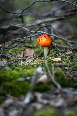 Güneş ışığının altındaki çimlerde bir mantarın yakın çekimi.