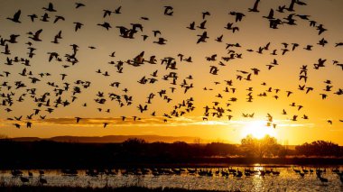 Gün doğumunda New Mexico 'daki Bosque del Apache' de uçan bir kaz sürüsü.