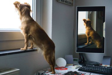 Masanın üzerinde dururken pencereden dışarı bakan sevimli bir köpek..
