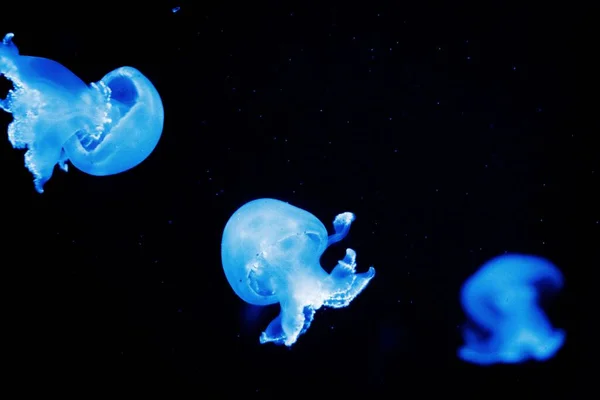 Голубая Медуза Черном Фоне — стоковое фото