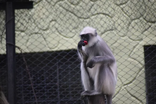 Macaco Hanuman Sentado Livre Curiosamente Assistindo Algo — Fotografia de Stock