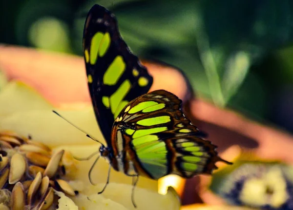 シプロエタ石の蝶のマクロショット — ストック写真