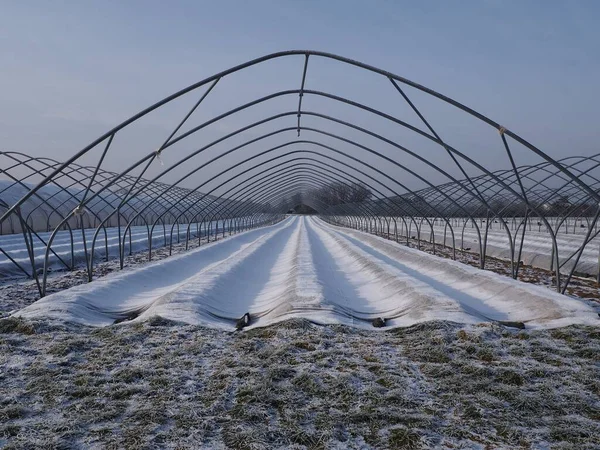 Ein Gefrorenes Erdbeerfeld Und Gewächshäuser Unter Blauem Himmel Winter — Stockfoto