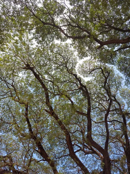 Вертикальний Знімок Красивого Лісу Сонячний День — стокове фото