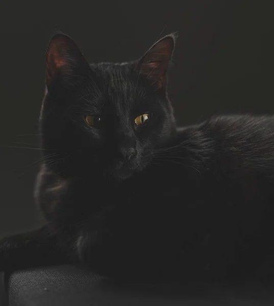 Черный Кот Черном Фоне — стоковое фото
