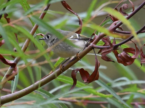 Closeup Shot Small Ruby Crowned Kinglet Perched Tree Branches — Stock Photo, Image