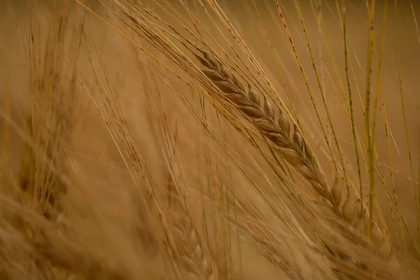 Ein Selektiver Fokus Der Weizenspitze Auf Dem Feld Während Des — Stockfoto
