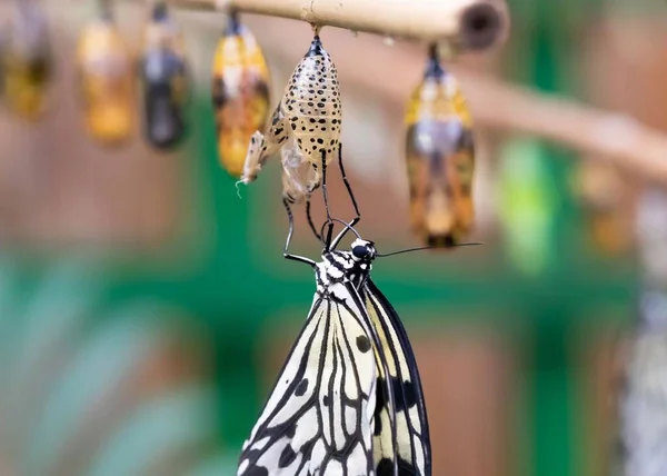 Primer Plano Una Mariposa Cometa Papel Sobre Fondo Borroso —  Fotos de Stock