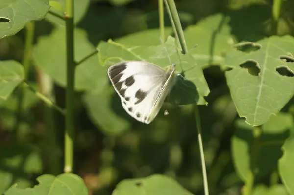 Eine Nahaufnahme Eines Weißen Schmetterlings Auf Grünen Blättern — Stockfoto