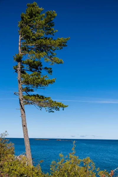 密歇根州克温诺半岛苏必利尔湖岸边一棵松树的垂直立面 — 图库照片