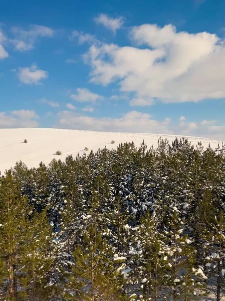 Ένα Χειμερινό Τοπίο Καταπράσινο Δάσος — Φωτογραφία Αρχείου
