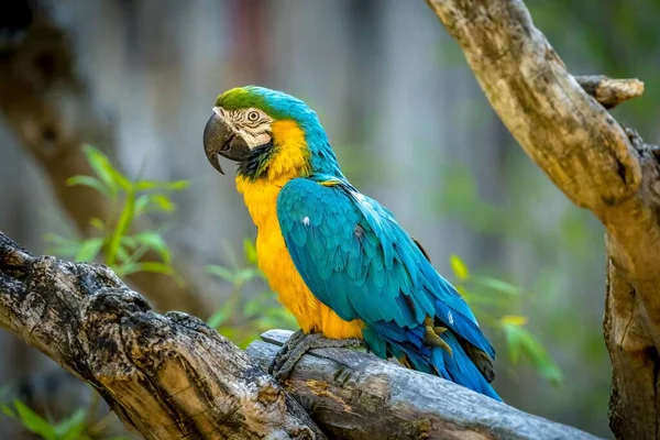 Close Papagaio Macaw Azul Amarelo Colorido Empoleirado Uma Madeira Contra — Fotografia de Stock