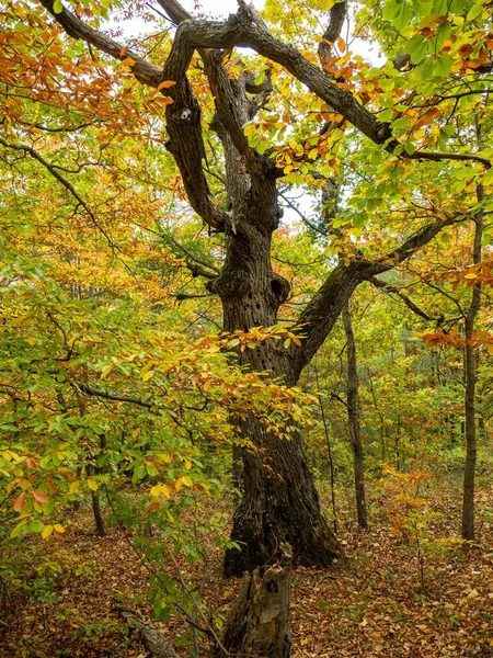 Der Vertikale Blick Auf Bäume Mit Bunten Blättern Einem Herbsttag — Stockfoto