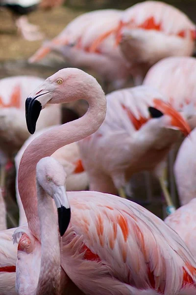 Vertical Closeup Pink Flamingo Its Flock Houston Zoo Texas — Stock Photo, Image