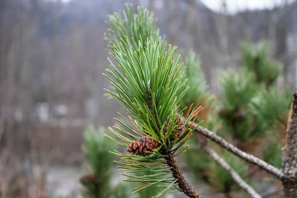 Vacker Närbild Ett Vintergrönt Trädblad — Stockfoto