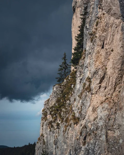岩石上森林的垂直镜头 — 图库照片