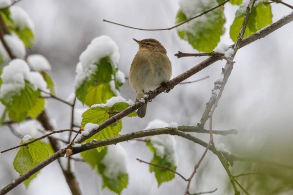 Closeup View Common Chiffchaff Perched Branch Covered Snow — Stock Photo, Image