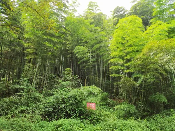 Bujna Zielona Roślinność Azjatyckim Lesie Życzy Sobie Znaku — Zdjęcie stockowe