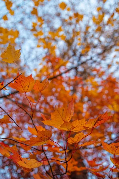 Ein Vertikaler Schuss Orangefarbener Blätter Der Herbst Auf Einem Ast — Stockfoto
