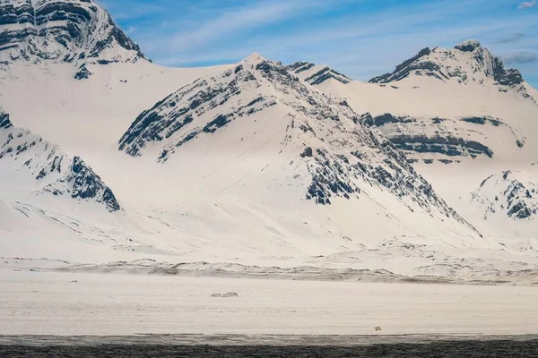 Заснеженная Горная Цепь Голубыми Вершинами Белым Медведем Идущим Льду Шпицбергене — стоковое фото