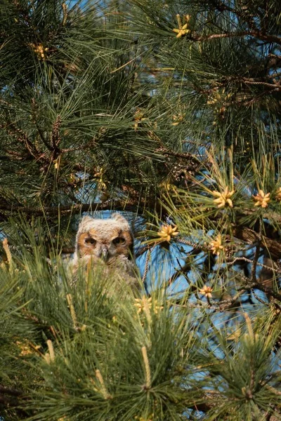 一只巨大的角猫头鹰在树上的垂直镜头 — 图库照片