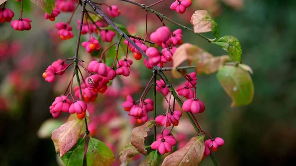 Tiro Foco Seletivo Frutas Rosa Folhas Verdes Uma Árvore Fuso — Fotografia de Stock