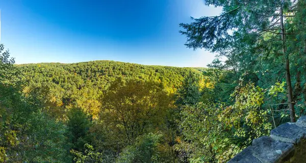 Ein Luftbild Des Waldes Mit Dichten Bäumen — Stockfoto