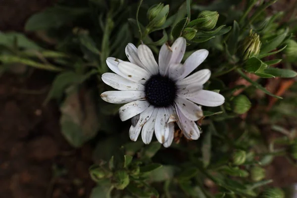 Closeup White Osteospermum African Daisy Surrounded Leaves — Stock Photo, Image