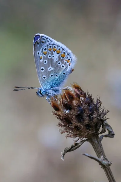 Крупним Планом Красива Загальна Блакитна Метелик Рослині Саду — стокове фото