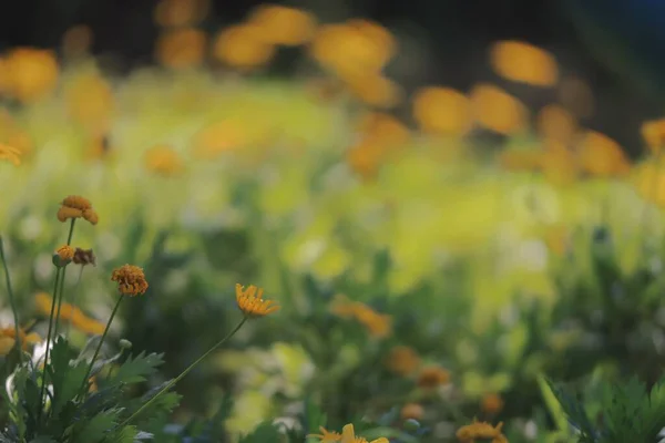 Μια Επιλεκτική Εστίαση Των Άγριων Κίτρινων Λουλουδιών Ένα Χωράφι — Φωτογραφία Αρχείου